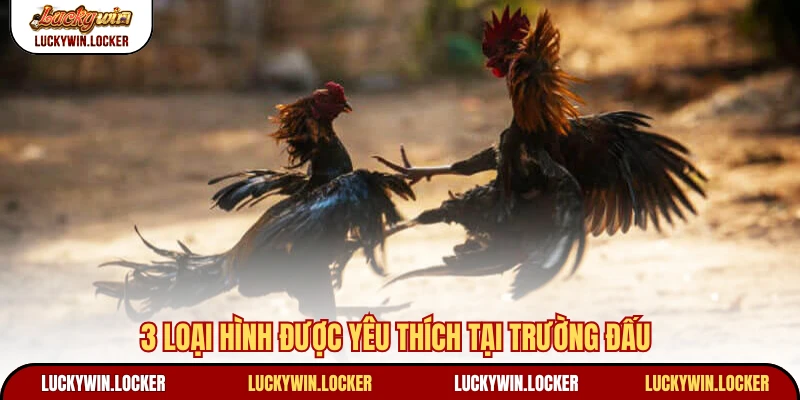 3 loại hình được yêu thích tại trường đấu