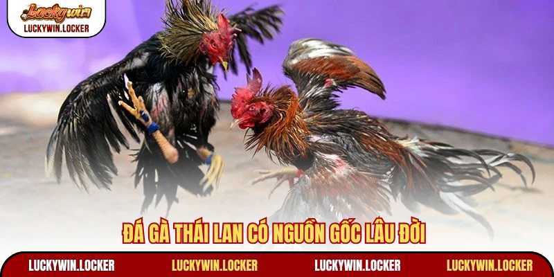 Đá gà Thái Lan có nguồn gốc lâu đời