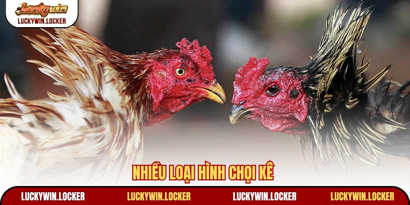 Nhiều loại hình chọi kê