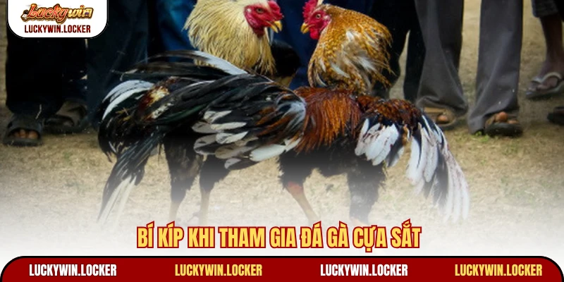 Bí kíp khi tham gia đá gà cựa sắt