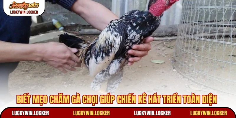 Biết mẹo chăm gà chọi giúp chiến kê hát triển toàn diện