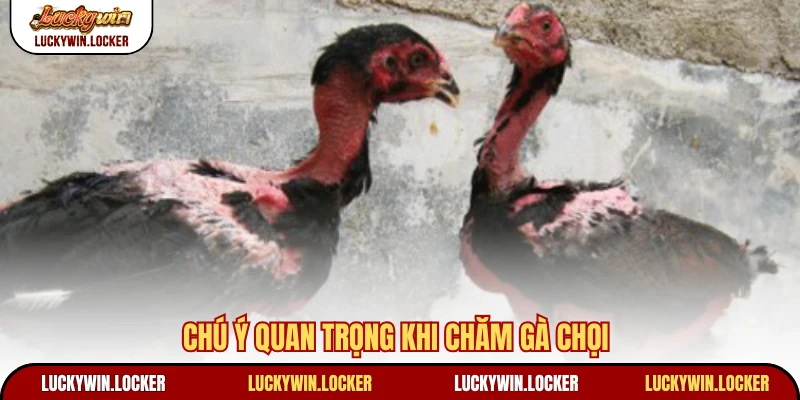 Chú ý quan trọng khi chăm gà chọi