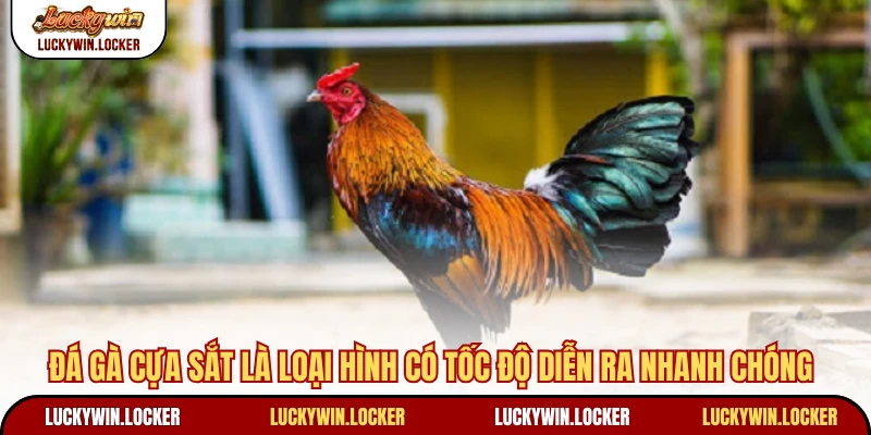 Đá gà cựa sắt là loại hình có tốc độ diễn ra nhanh chóng