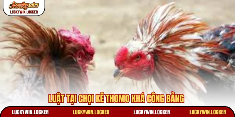 Luật tại chọi kê Thomo khá công bằng