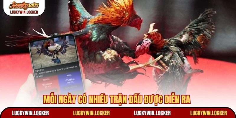 Mỗi ngày có nhiều trận đấu được diễn ra